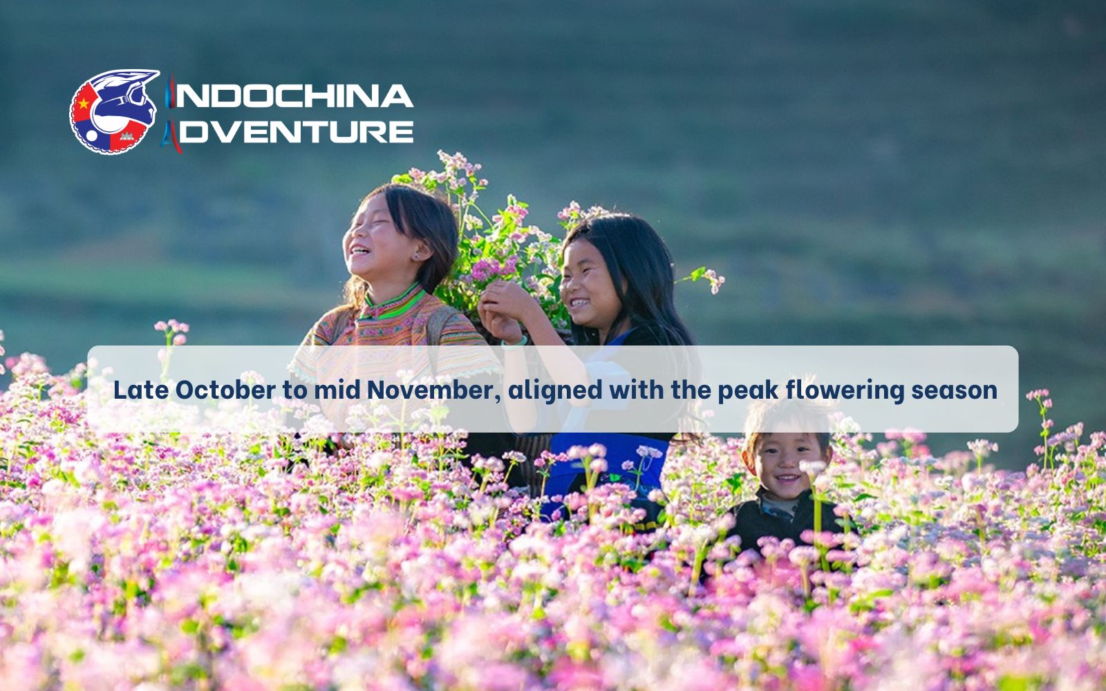 The buckwheat flower festival in Ha Giang is from mid-October until late November The buckwheat flower festival in Ha Giang is from mid-October until late November