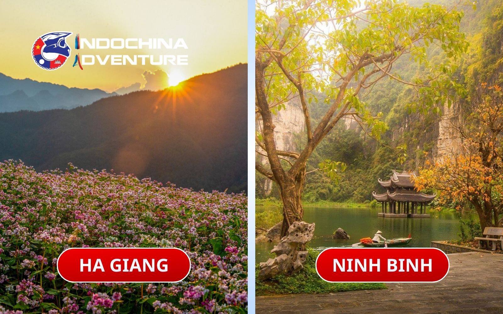 Find the golden harvest season for either the Ninh Binh or Ha Giang loop Find the golden harvest season for either the Ninh Binh or Ha Giang loop