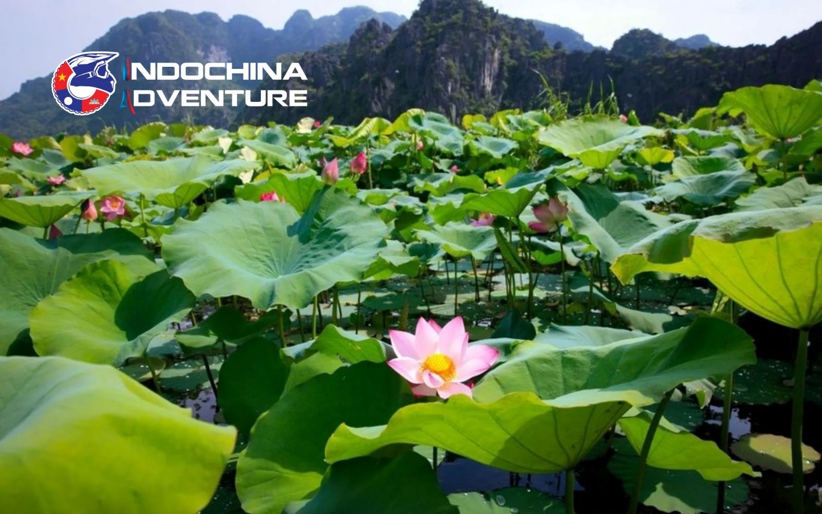 Admire the Lotus Bloom at Mua Cave & Van Long Lagoon