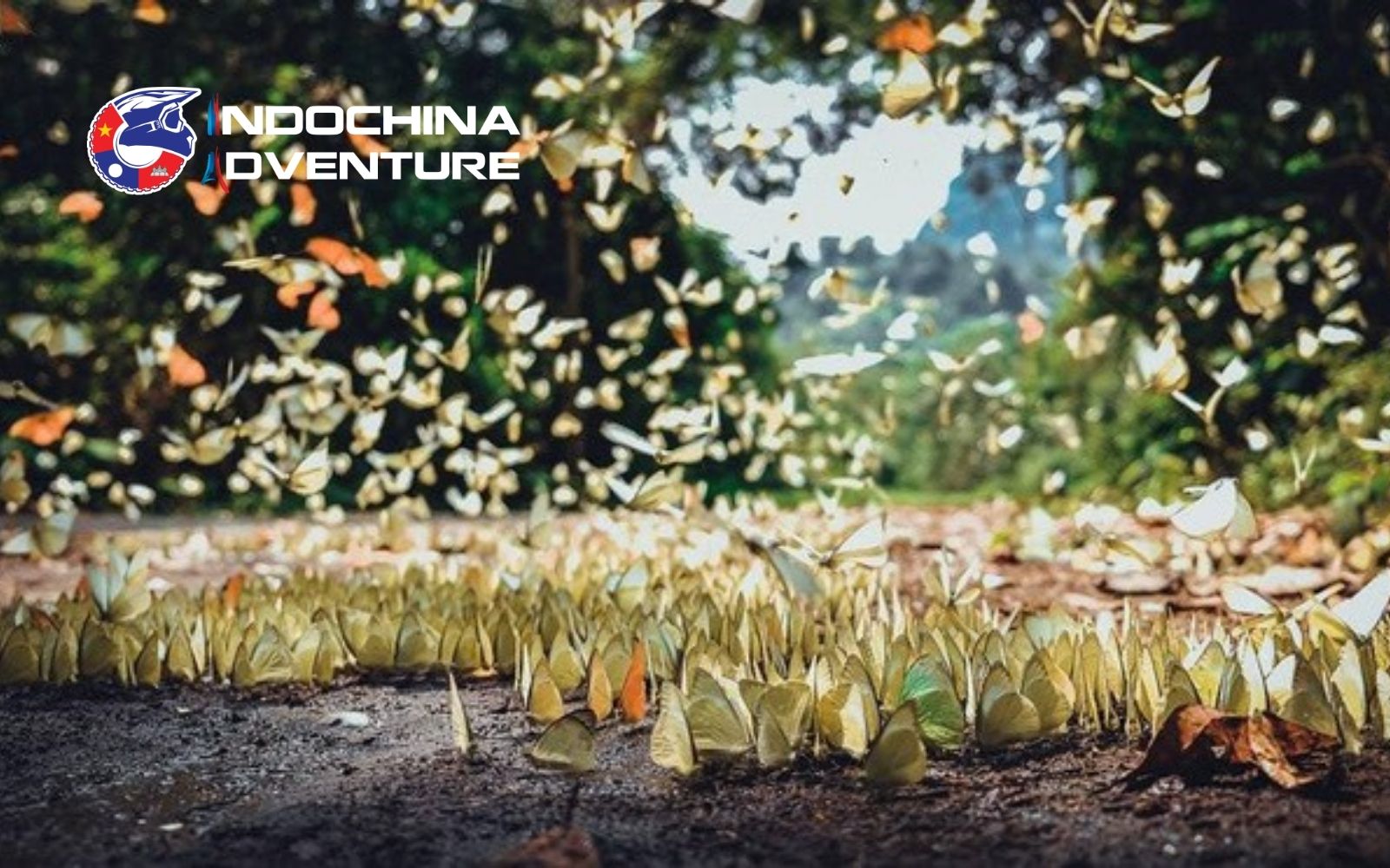 Butterflies in Cuc Phuong National Park