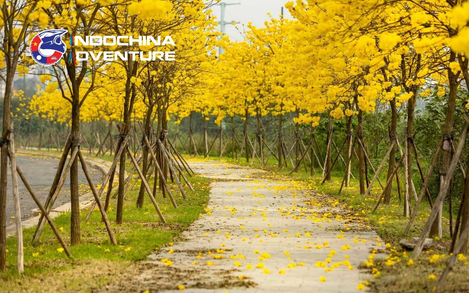 Calm mornings and blooming streets show the charm of Hanoi in May Calm mornings and blooming streets show the charm of Hanoi in May