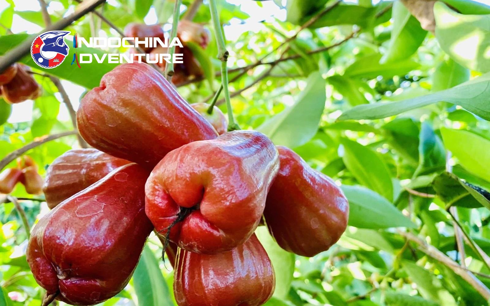 Taste fresh local fruits that begin appearing in mountain markets Savor Local Seasonal Fruits