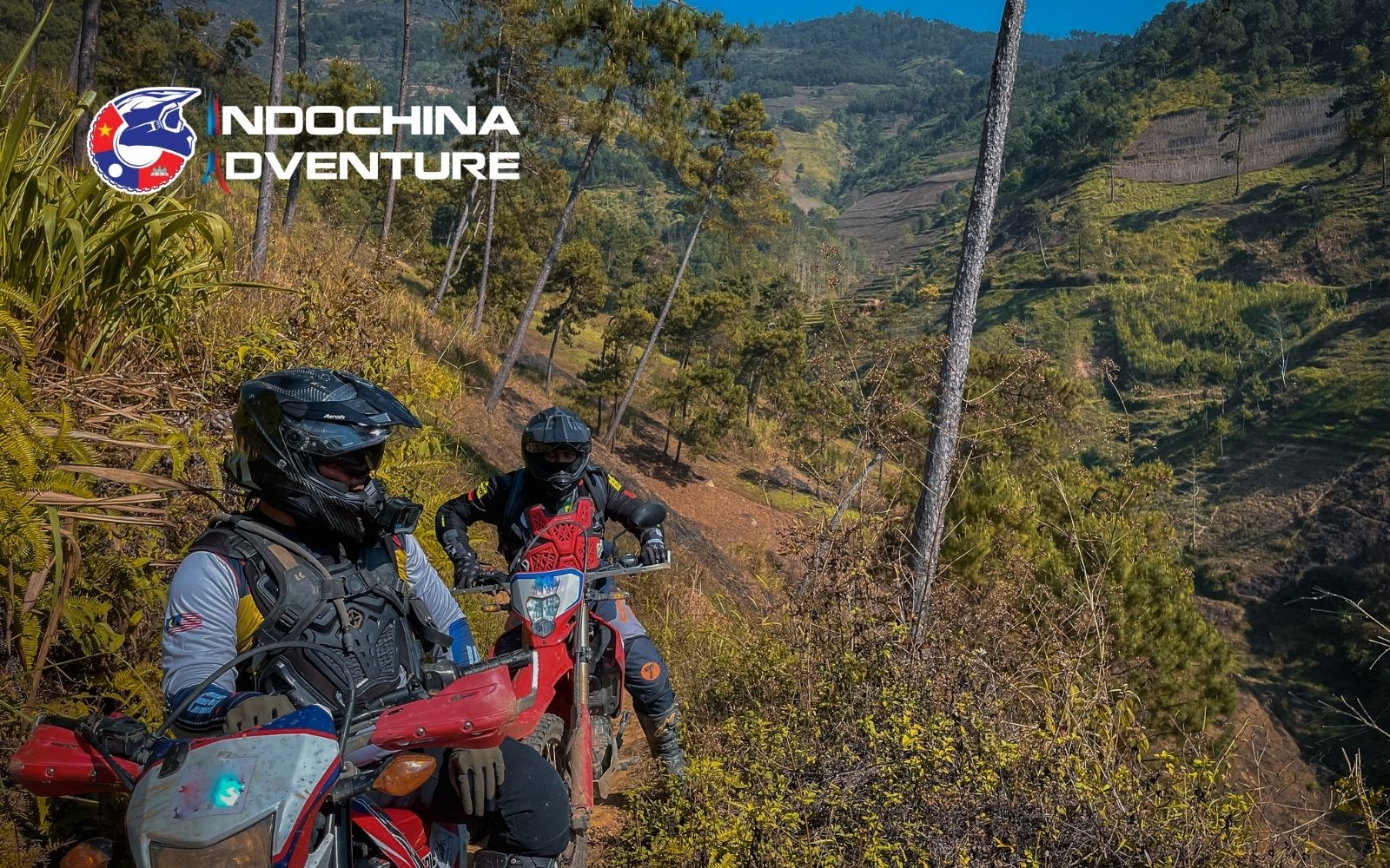 Tall pine canopies provide a refreshing escape during June on the Ha Giang Loop Tall pine canopies provide a refreshing escape during June on the Ha Giang Loop