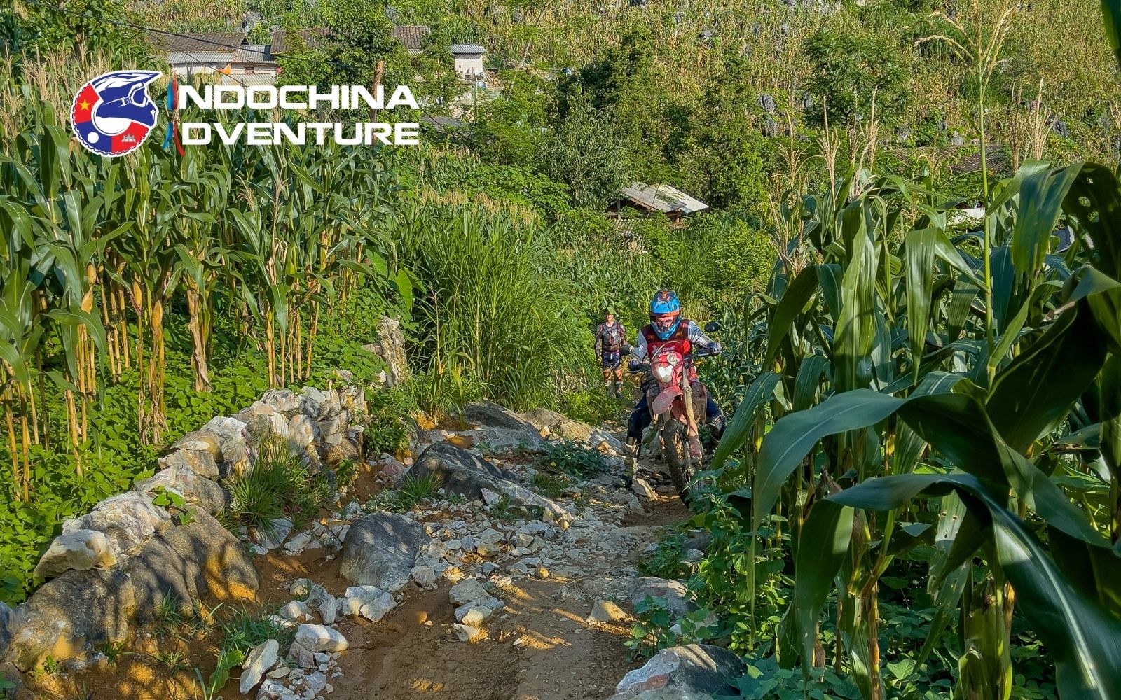 Summer offers the most vibrant landscapes for your Ha Giang loop in July