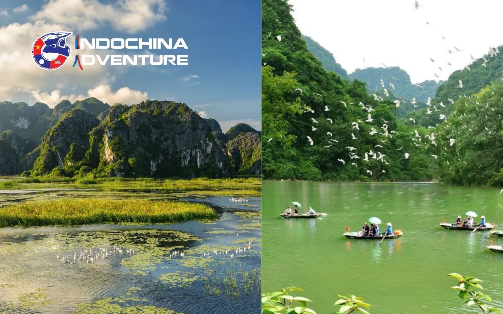 Spot rare species thriving in the wetlands during the humid Ninh Binh weather June