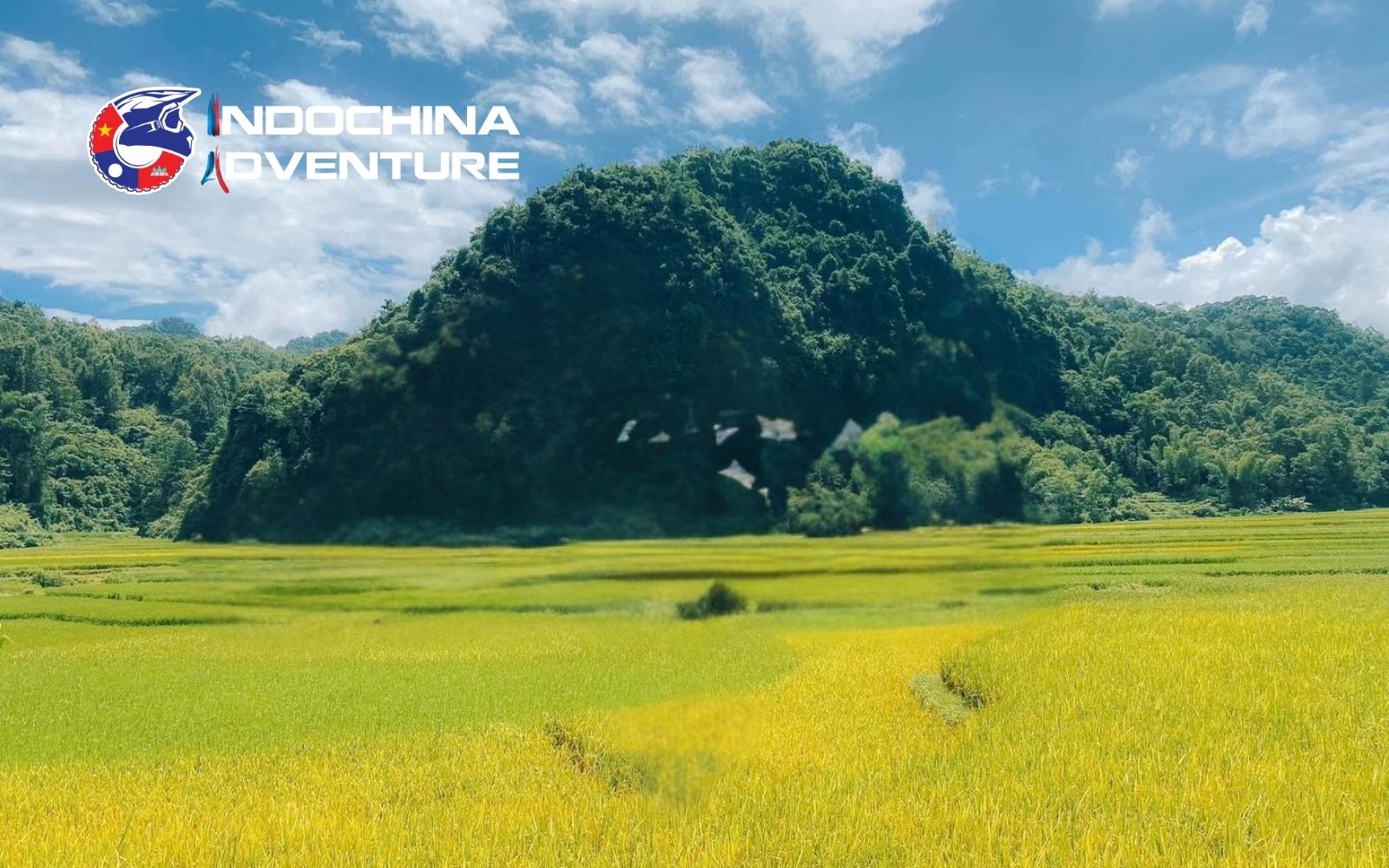 Neon emerald paddies create a stunning cinematic backdrop throughout Cao Bang in June