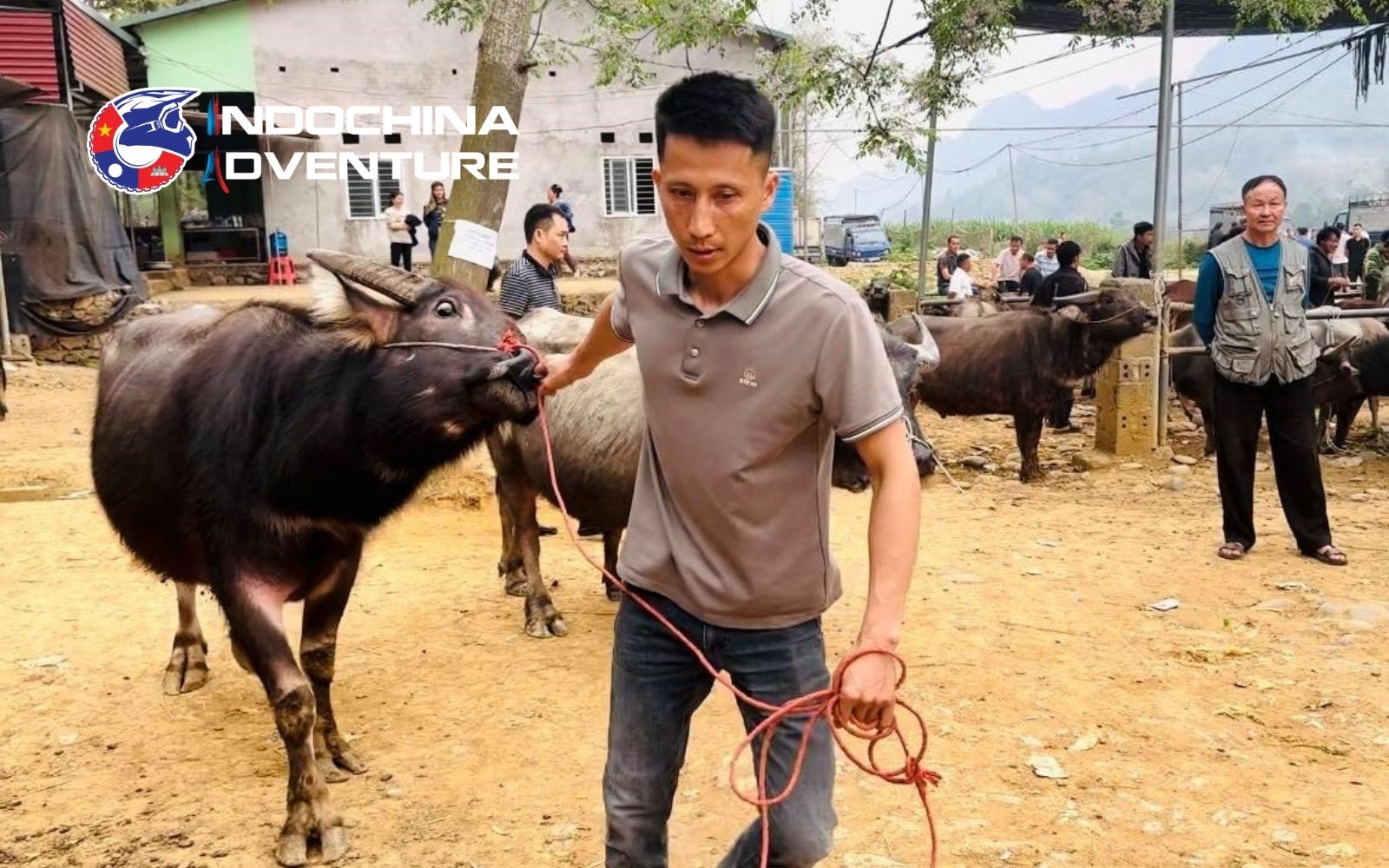 Farmers trading water buffalo and songbirds at this Ha Giang ethnic market Farmers trading water buffalo and songbirds at this Ha Giang ethnic market