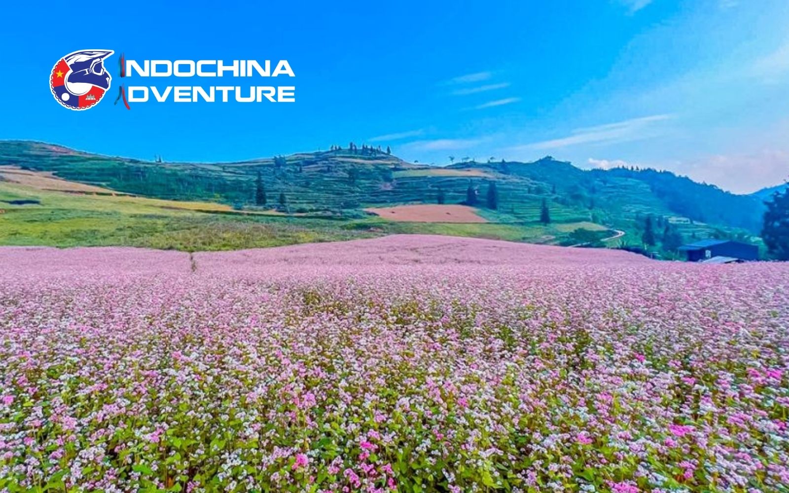 Buckwheat flowers bloom beautifully amidst the mysterious and chilly winter mountain fog