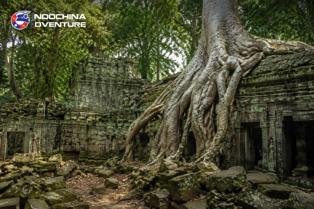 Silk cotton tree roots growing over the sandstone walls of a jungle temple on a Cambodia motorbike tour