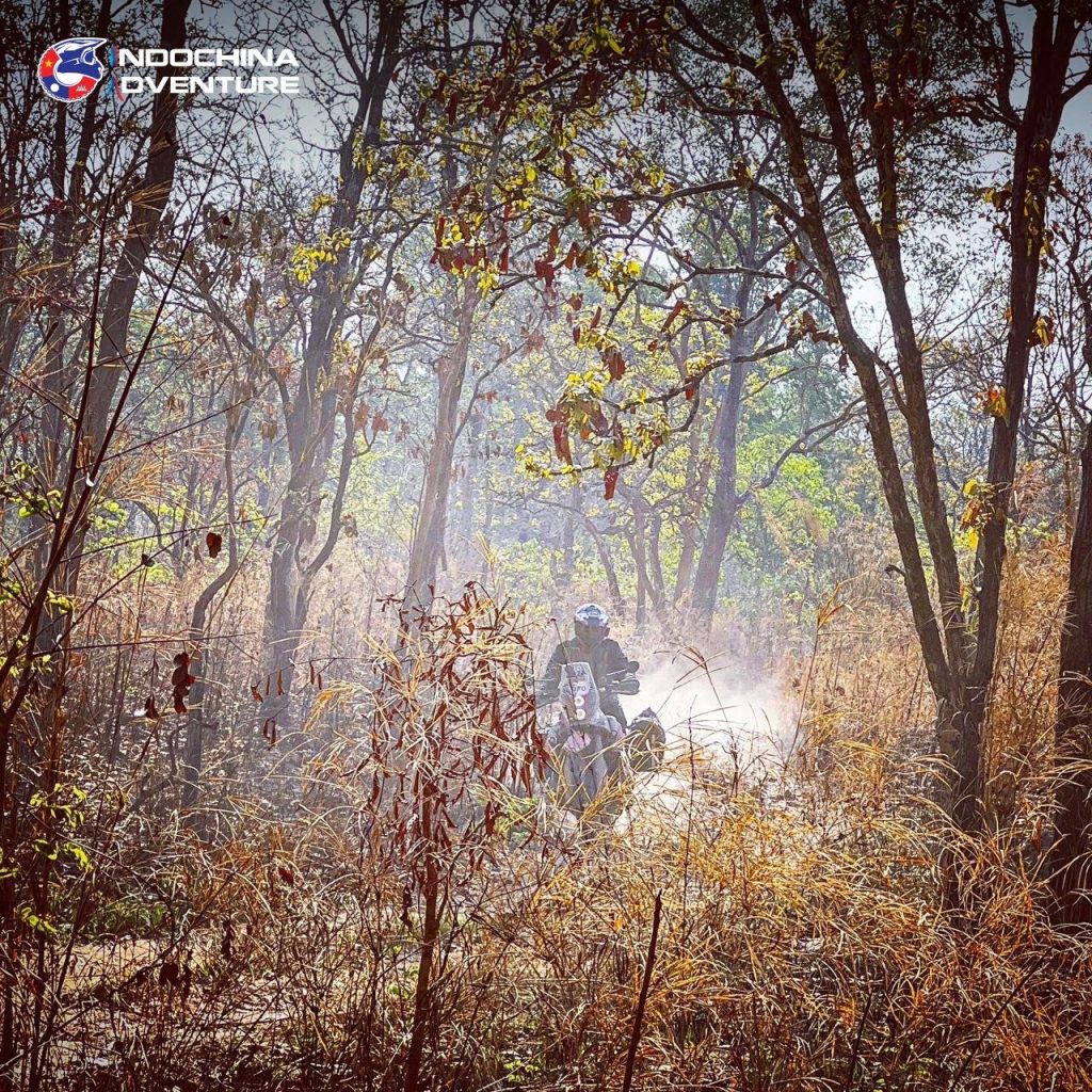 Motorbike riding through pine forest and coffee plantations in the Vietnamese Central Highlands